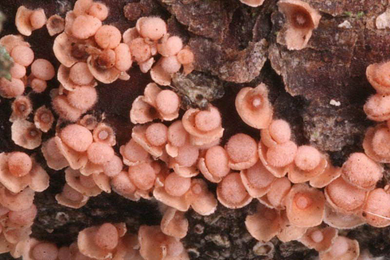 Corticium minnsiae